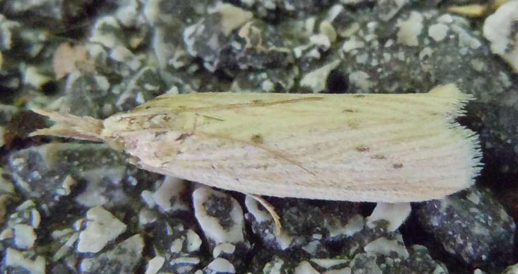 Ematheudes punctella?